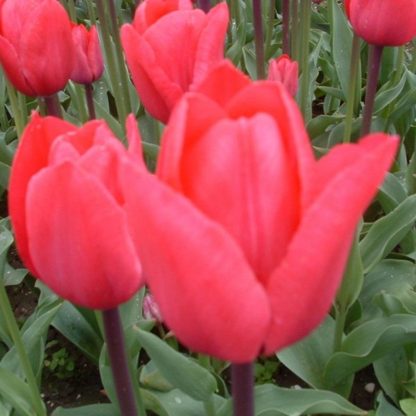 BIO Blumenzwiebeln Tulpe Rousillon