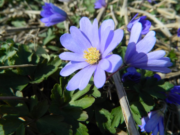 BIO Blumenzwiebeln Anemone blanda 'Blue Shades'
