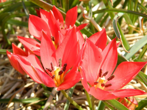 BIO Blumenzwiebeln Wildtulpe Linifolia