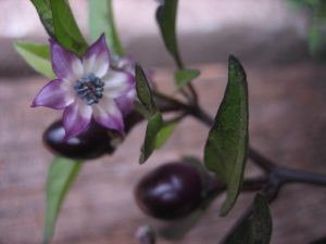 BIO Saatgut Peperoni Ecuador Purple