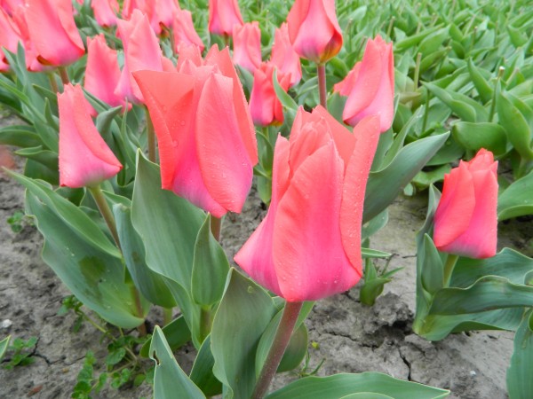 BIO Blumenzwiebeln Tulpe Portland