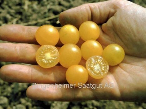 BIO Saatgut Wildtomate Golden Currant