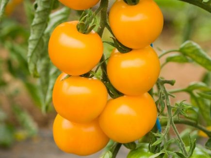 BIO Saatgut Tomate Goldene Königin