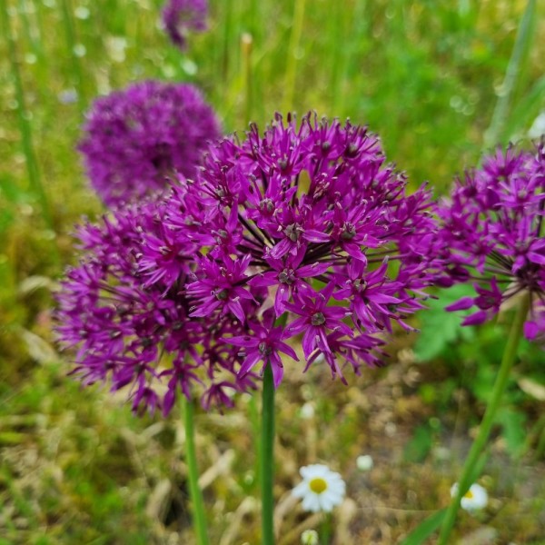 BIO Blumenzwiebeln Allium Purple Rain